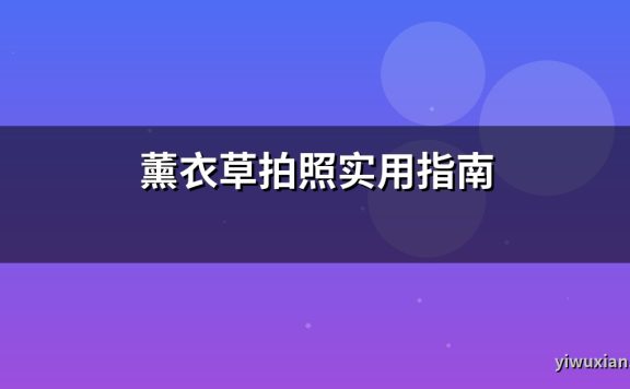 薰衣草拍照实用指南